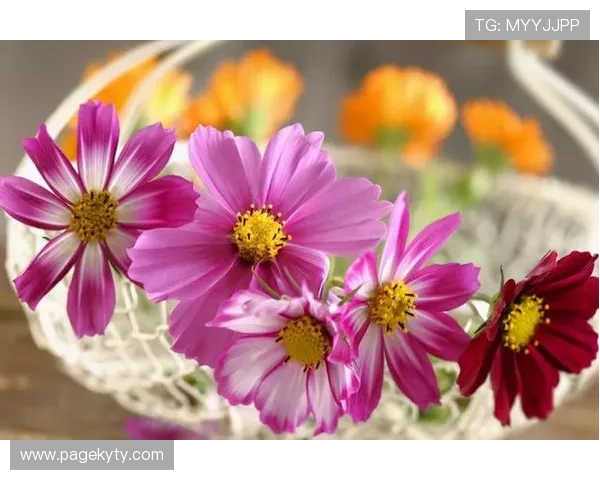 如何选择靠谱的开运网址让你在关键时刻获得意想不到的好运气